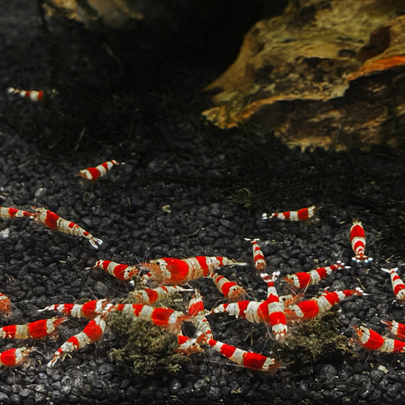 Shrimpin'Fast