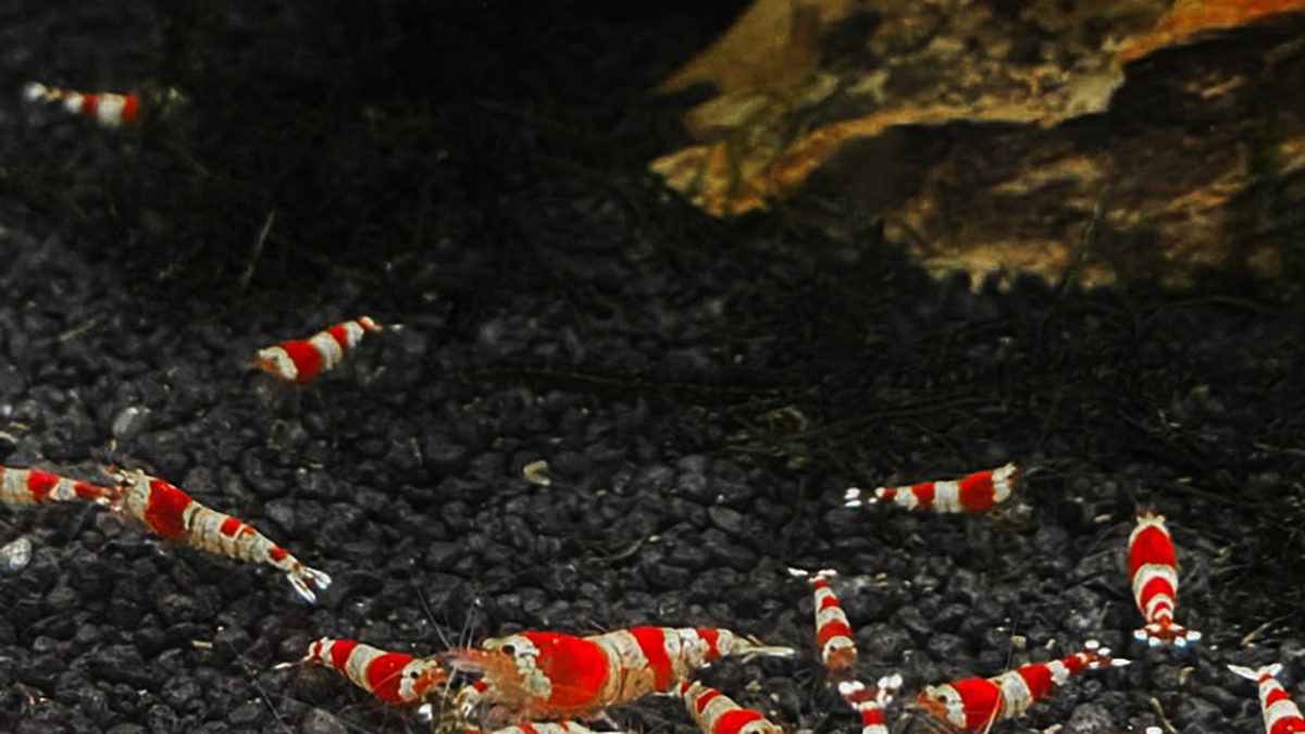 Packaging and shipping materials for live aquarium shrimp